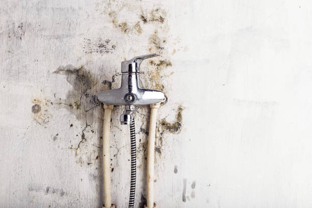 Trusted Ivyland, PA Mold Removal Experts