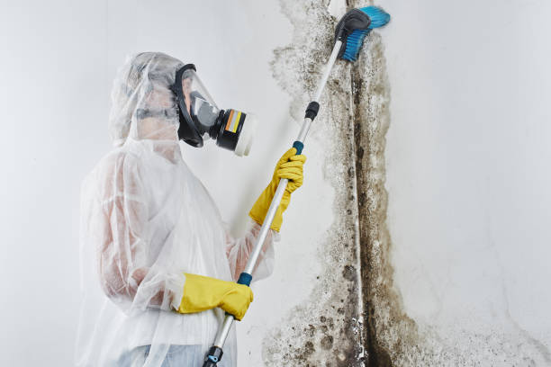 Best Mold Remediation  in Ivyland, PA