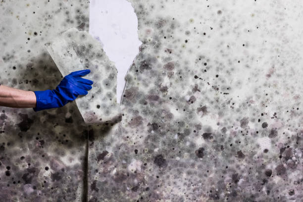 Best Crawl Space Mold Removal  in Ivyland, PA